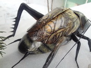 Модели насекомых